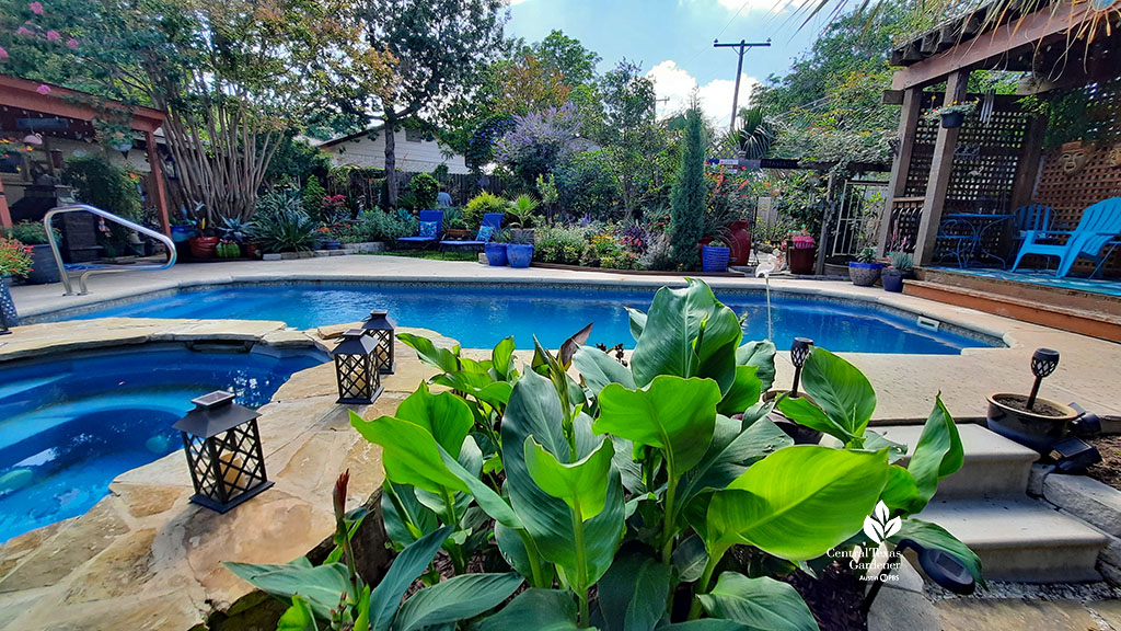 canna flower bed to backyard pool to colorful raised bed and lounging area 