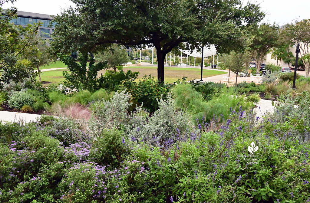 native plants overlooking public gathering place beyond live oak tree 