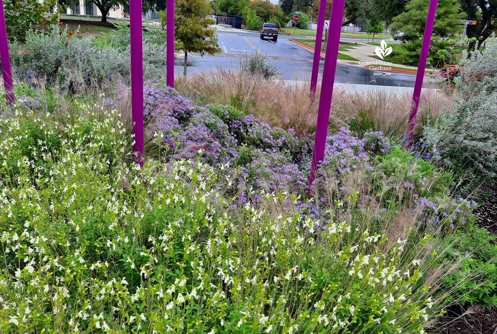 white salvia against purple asters and bright purple posts 