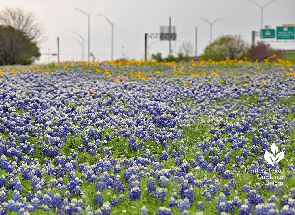 blue flowers and golden ones in a median strip between an access road and high school 