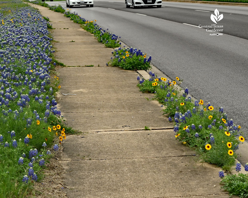 bluebonnets and golden flowers with burgundy red centers growing in asphalt cracks along access road