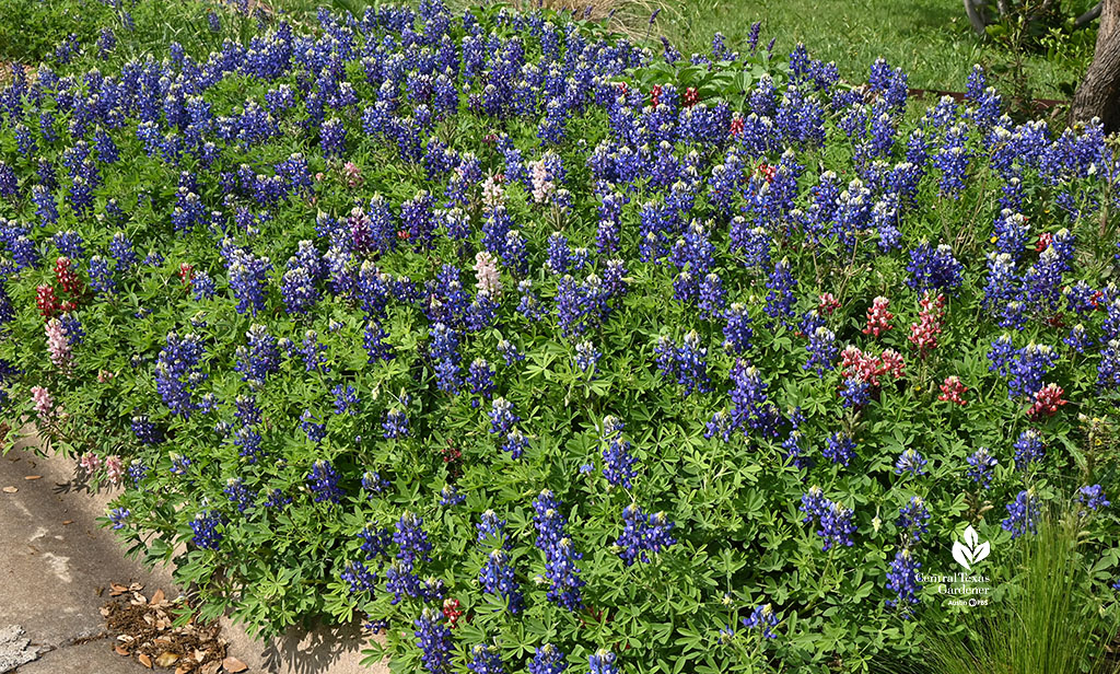 pink, burgundy, and blue bluebonnets against curb
