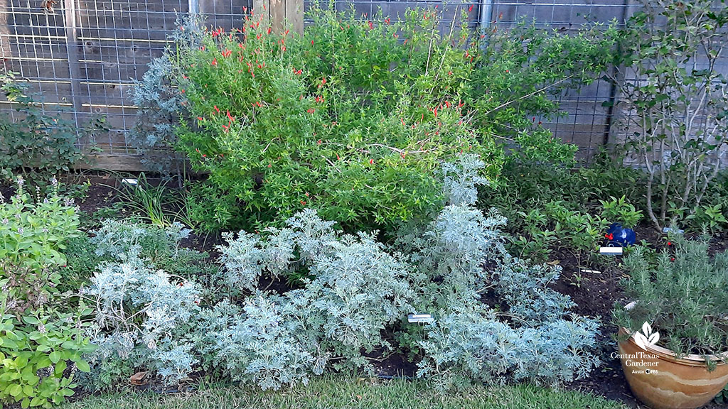 small green shrub with orange flowers, silver plant
