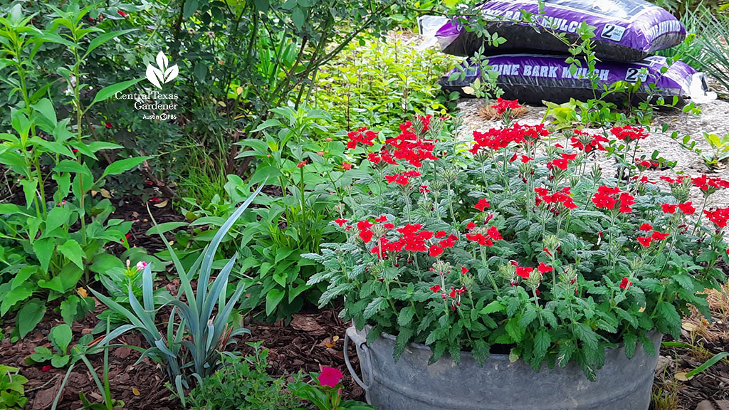 galvanized container with red flowers against plants in garden bed and bark mulch bags beyond 