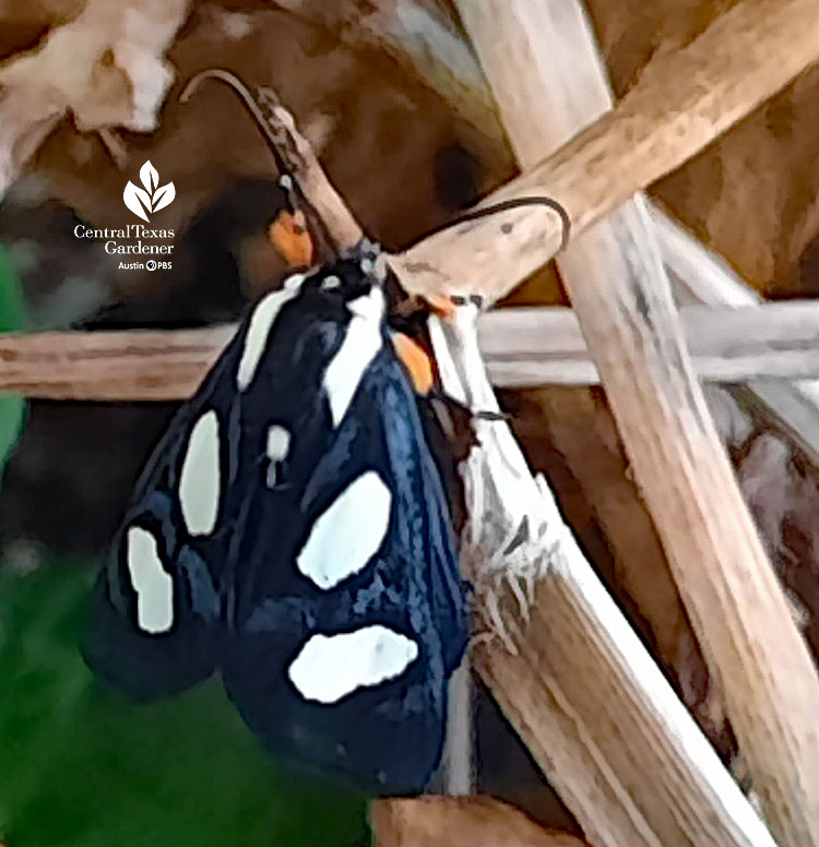 small shiny black moth with large white spots and orange "bags" on legs 