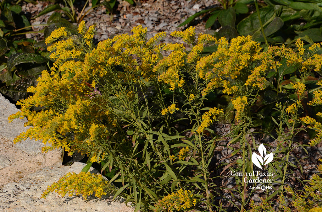 golden flowers on short stems 