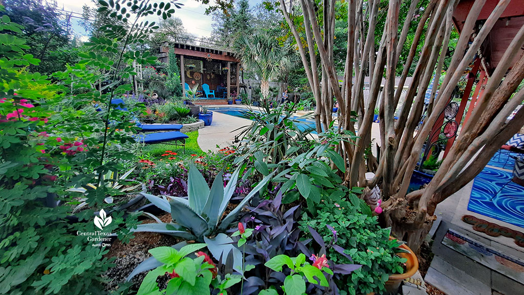 silvery agave and various colors of flowers and foliage overlooking backyard pool 