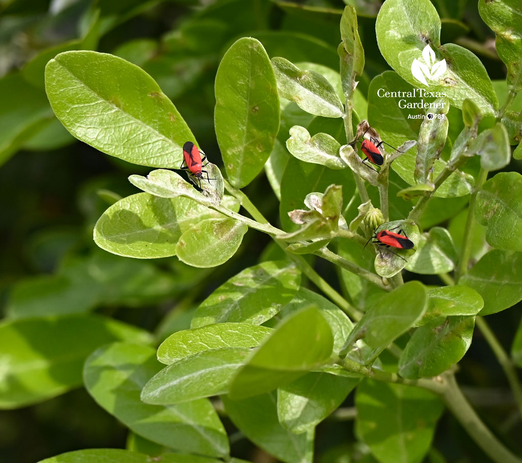small red and black insects on green leaves 