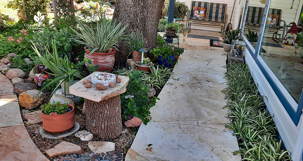 pale orange white stone path next to house, bordered by tree and plants