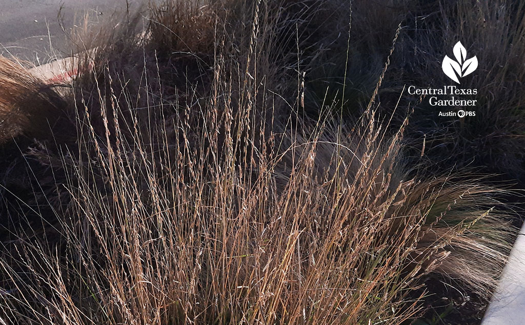 small clumping grass with seed heads in fall 