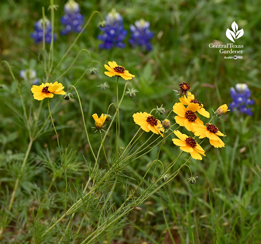 golden yellow flower with burgundy red center against bluebonnets