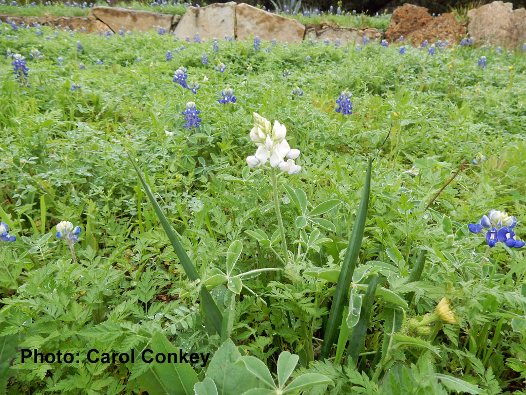 white bluebonnet in field of blue ones 