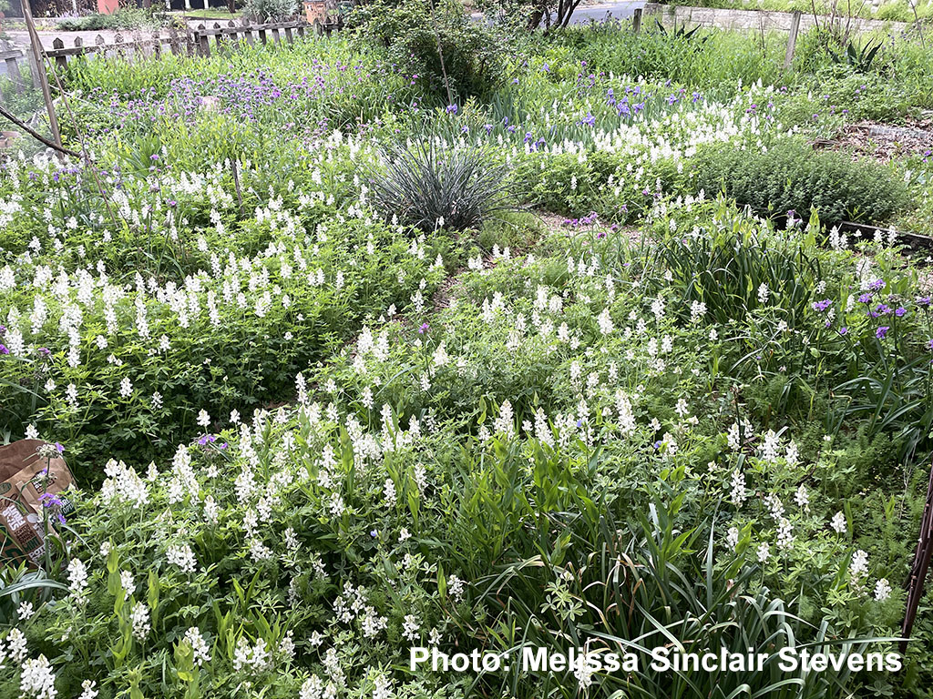 front yard full of white bluebonnets 