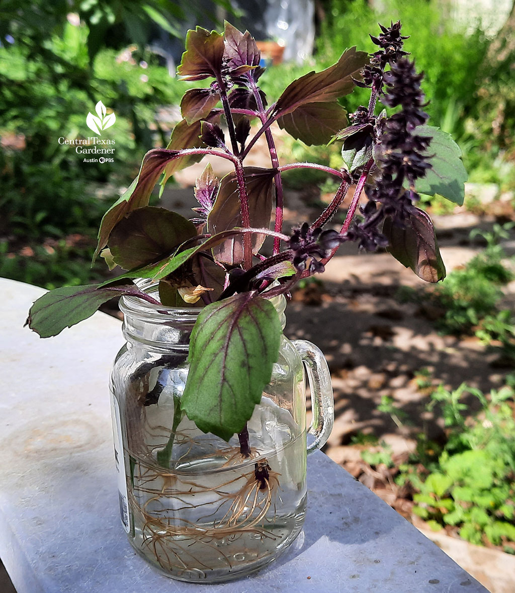 purple and green-leafed plants rooting in small jar of water