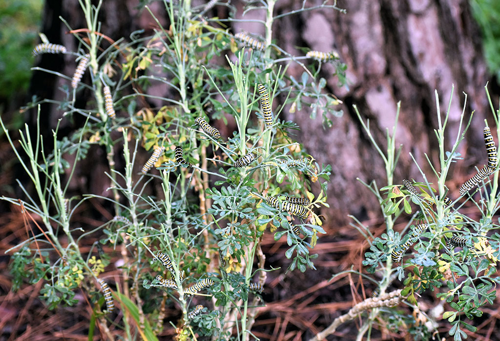 black, white and yellow caterpillars on rue plant