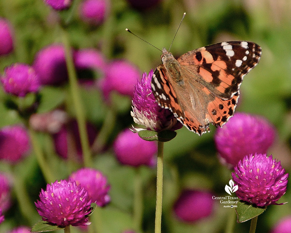 orange black and white butterfly on deep magenta flowers 