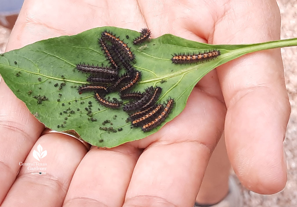 small orange and black caterpillars on leaf in woman's hand 