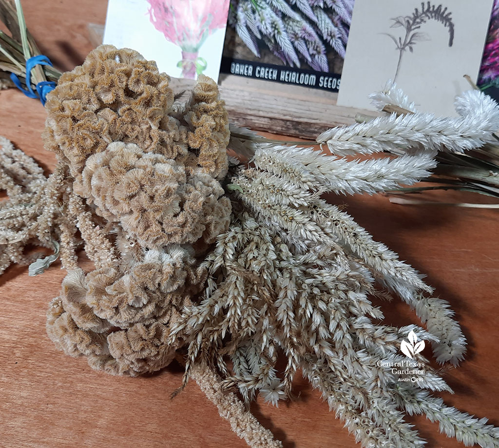 dried celosia and amaranth flowers 