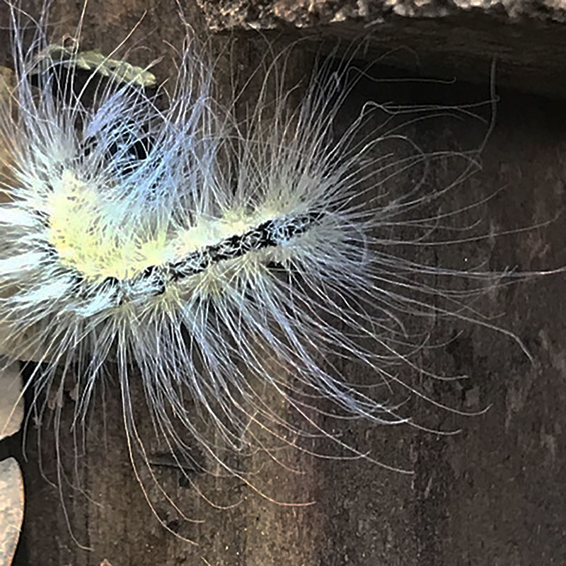 slender worm with long white hairs 