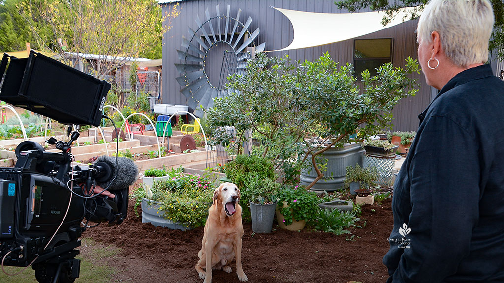 hound dog silly yawn in garden with raised vegetable beds and a huge old windmill attached to the side of a building; a woman and camera operator looks on 