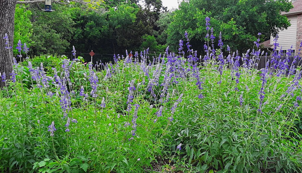 blue flowered salvias 