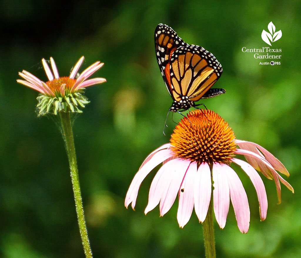 monarch butterfly on orange cone on pink coneflower 