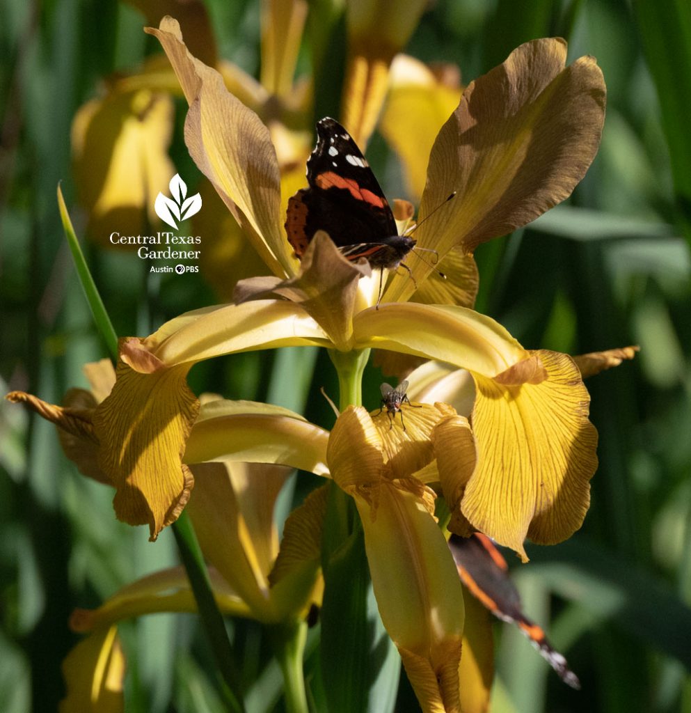 black and red admiral butterfly on gold flower