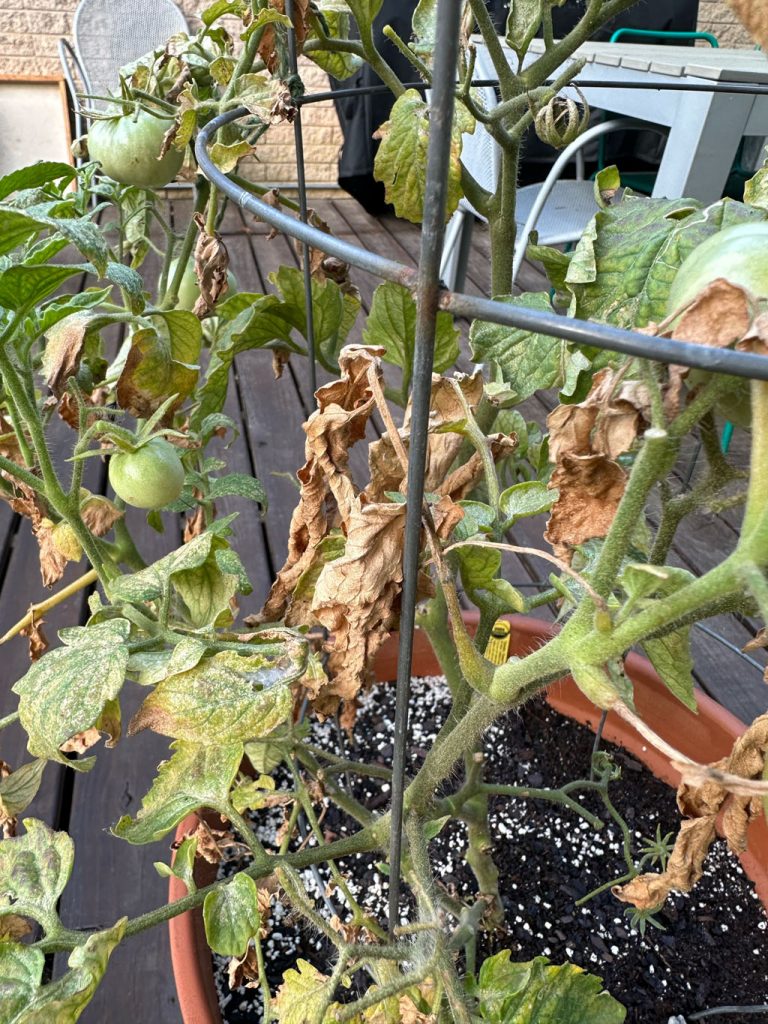 browned, curled leaves on very sick-looking tomato plant 