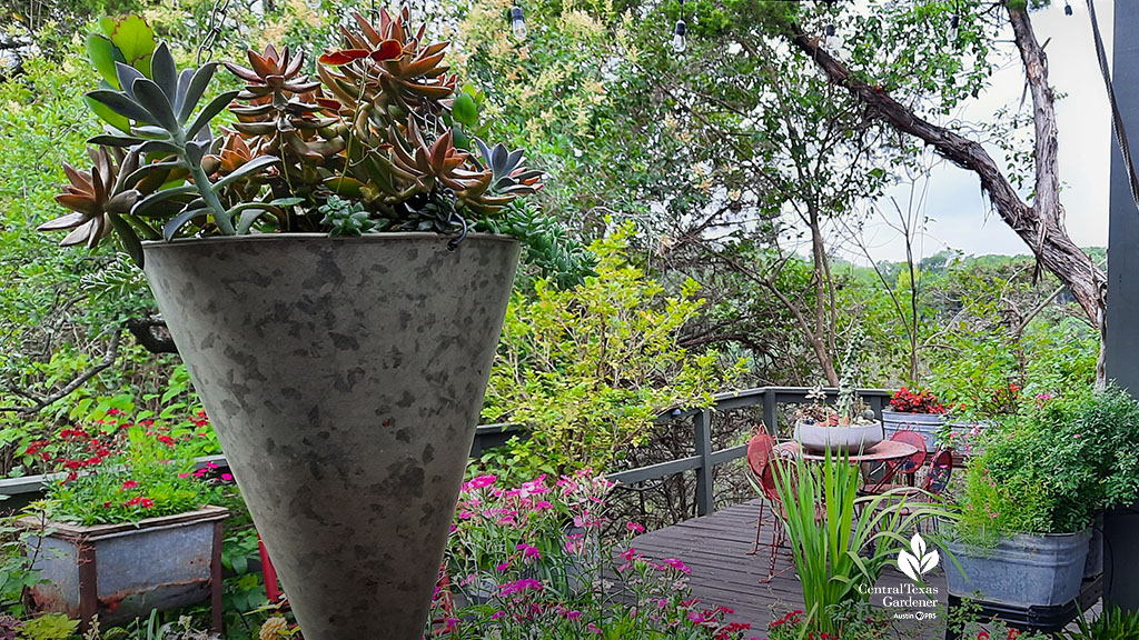 cone-shaped galvanized container holding burgundy-hued succulent plant on patio deck 