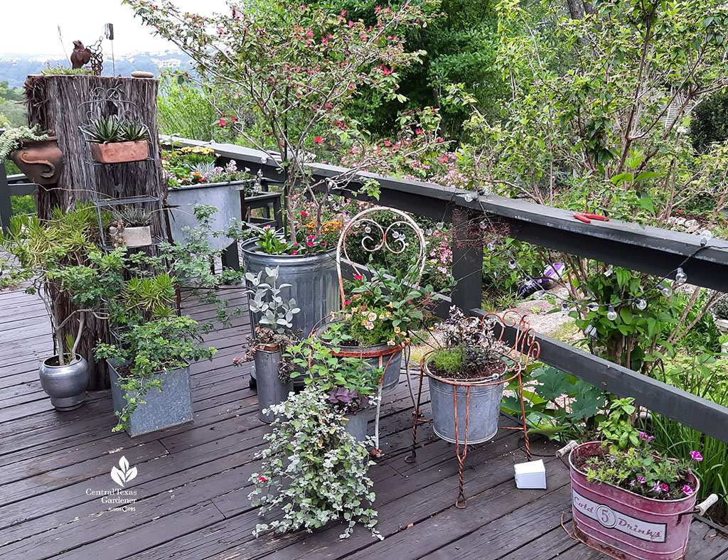 container plants on patio deck 