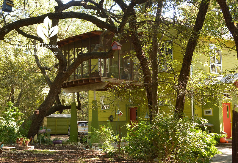 house with upper room built into the trees like a tree house 