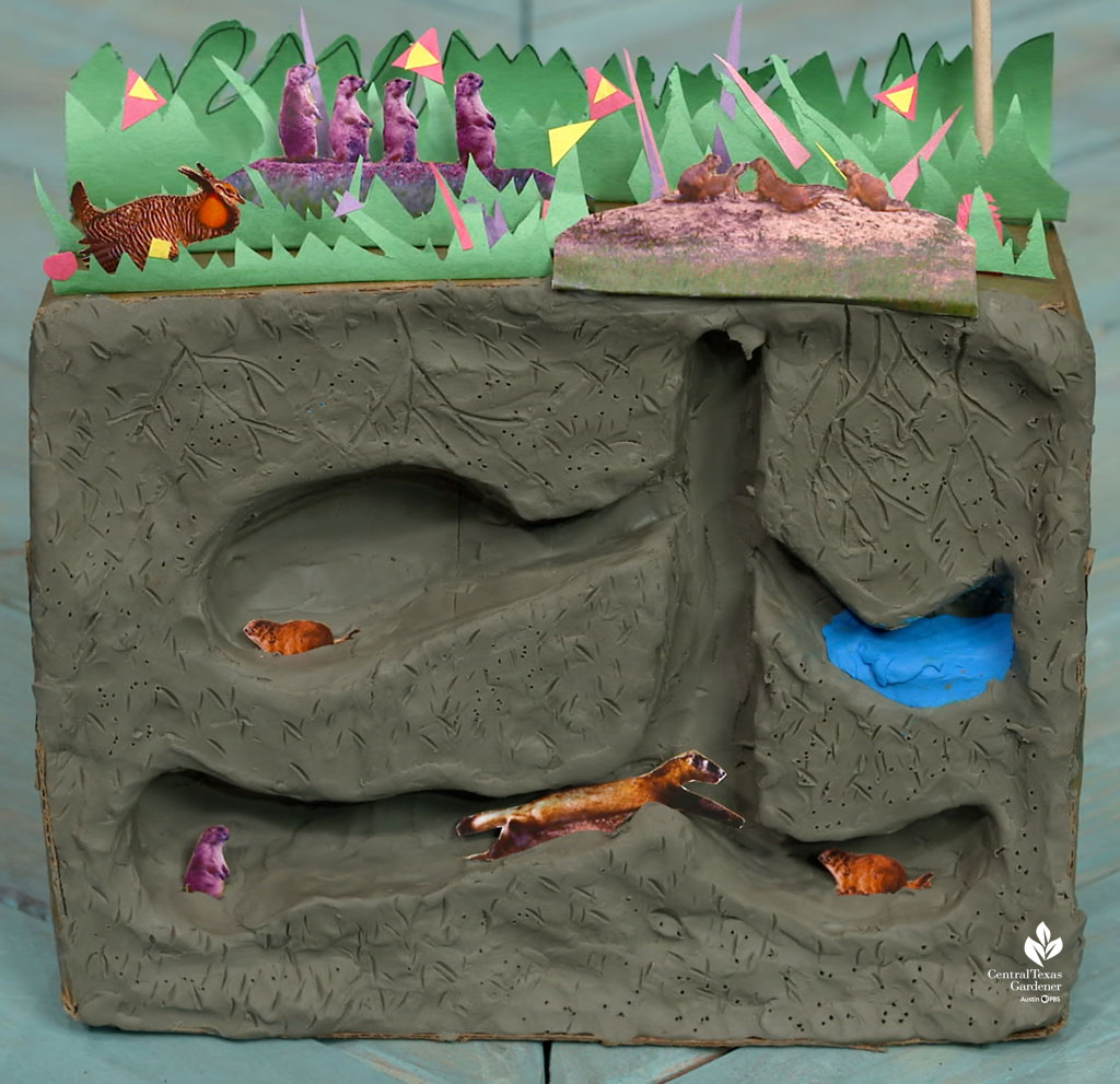 student -built clay model showing prairie tunnels made by prairie dogs and a ferret eyeing one of them 