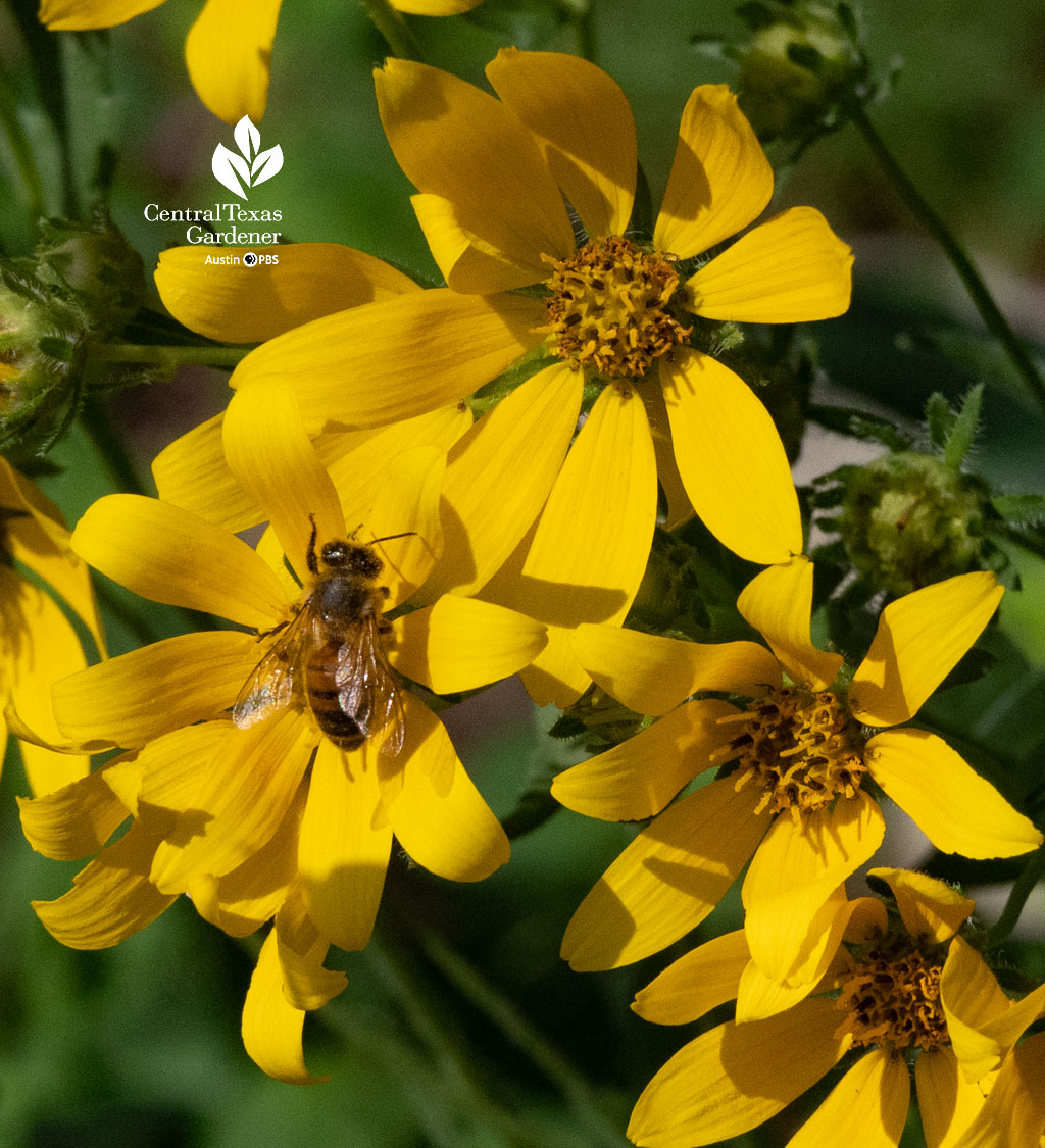 bee on golden flowers