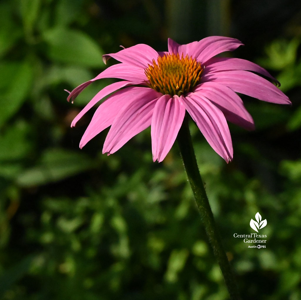 deep pink daisy-like flower