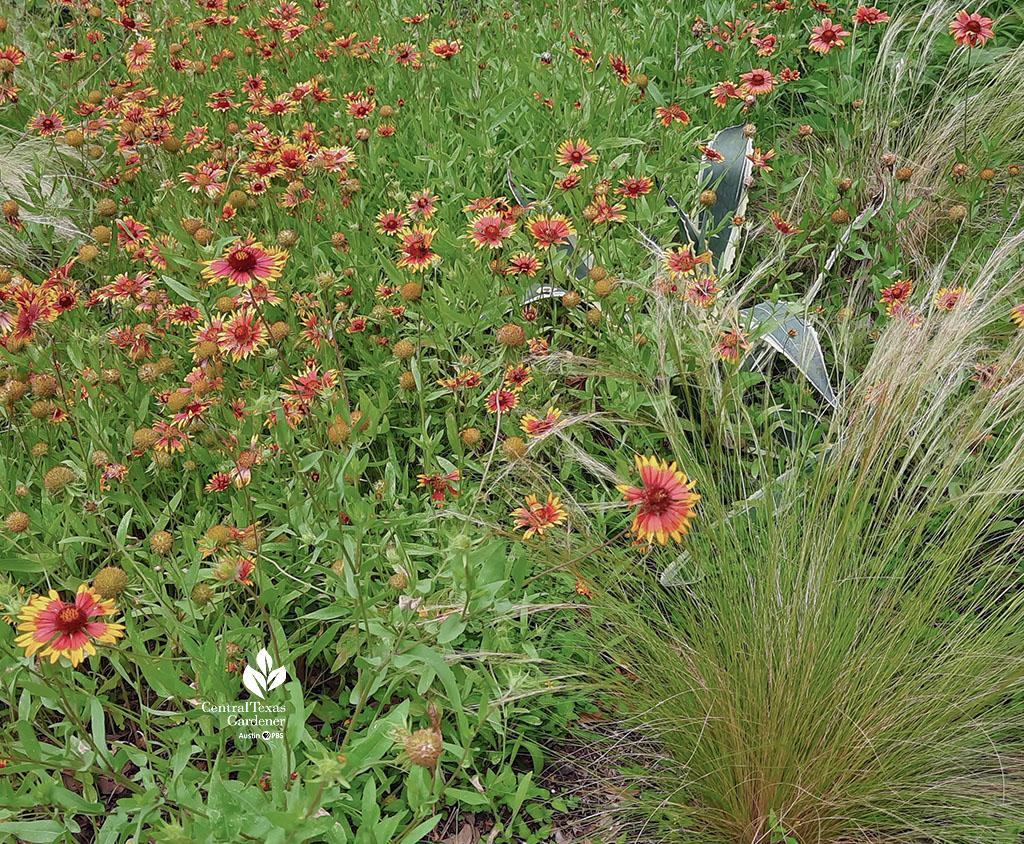 orange, red, and yellow flowered Indian blanket wildflower against strappy Mexican feather grass and agave with white margins 