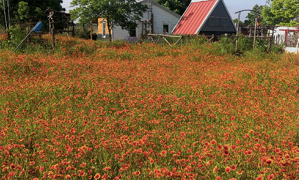 field of vivid orange and red flowers against old building
