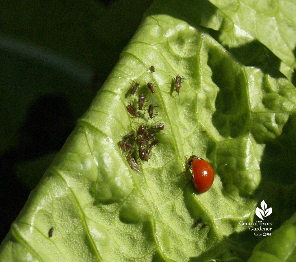 ladybug and brown aphids on lettuce leaf 