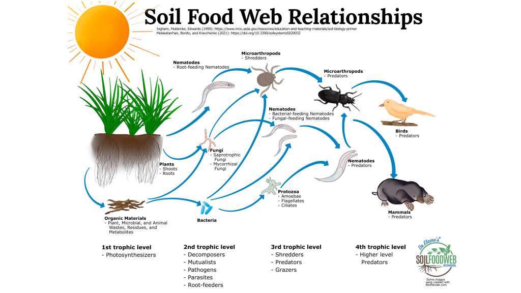 Soil Food Web Relationships with illustrations of fungi and microbes to insects and plants