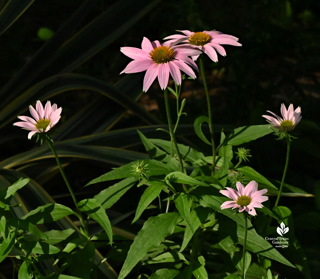 pink daisy-like flowers in sun spotlight 