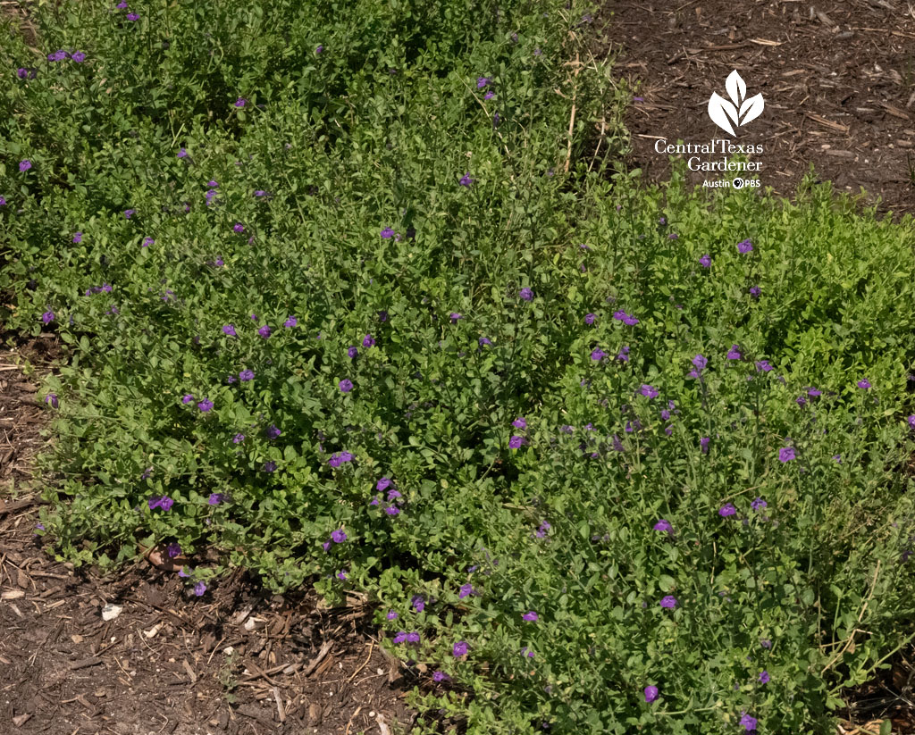 mounding plant with purple flowers