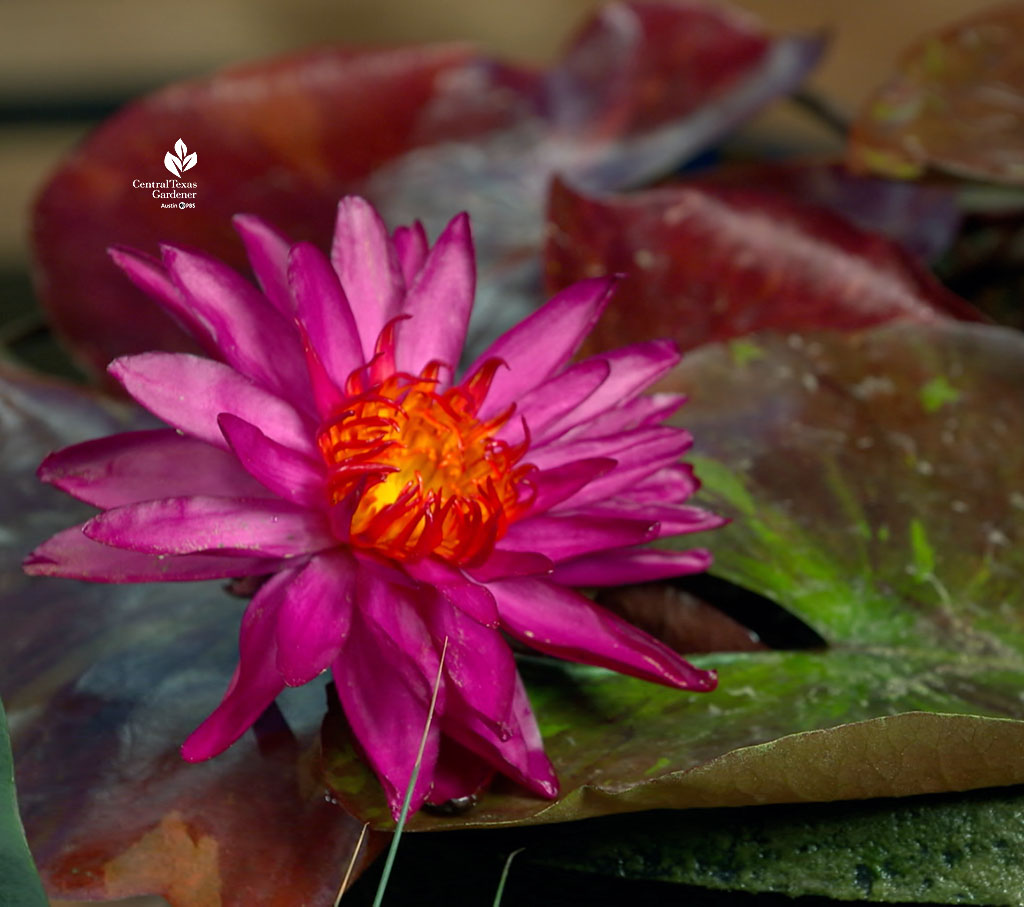 magenta water lily