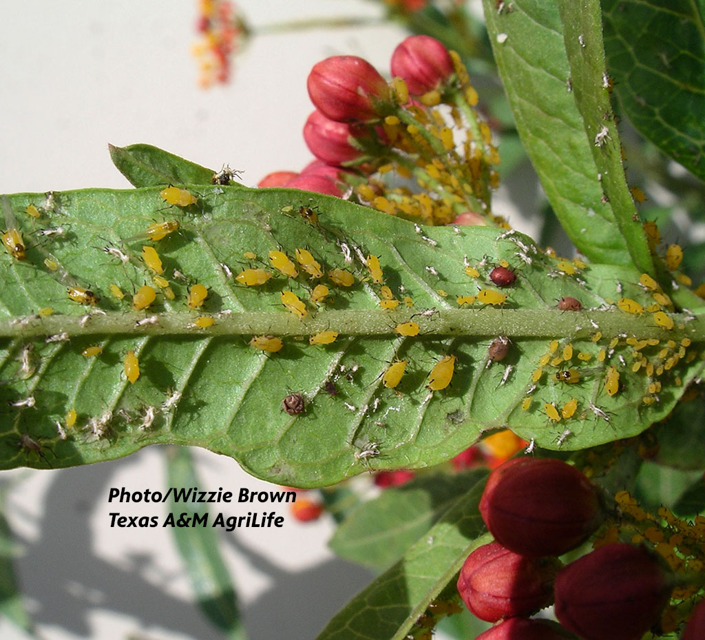 brown shell-looking aphids against yellow aphids