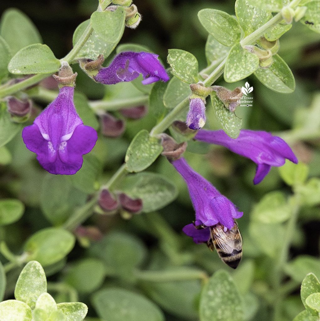 bee in tubular purple flowers