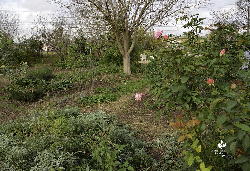 large pink rose in front of berms and swales herbs and flower beds around large leafless mulberry tree in December