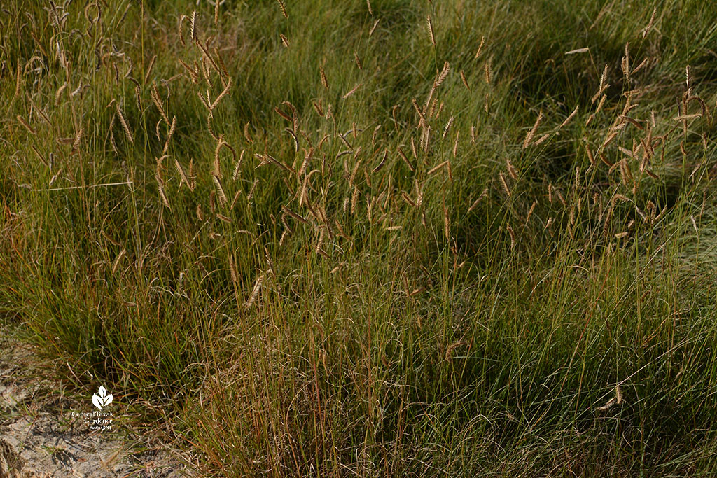 golden-hued seed heads on grass at Wildflower Center

