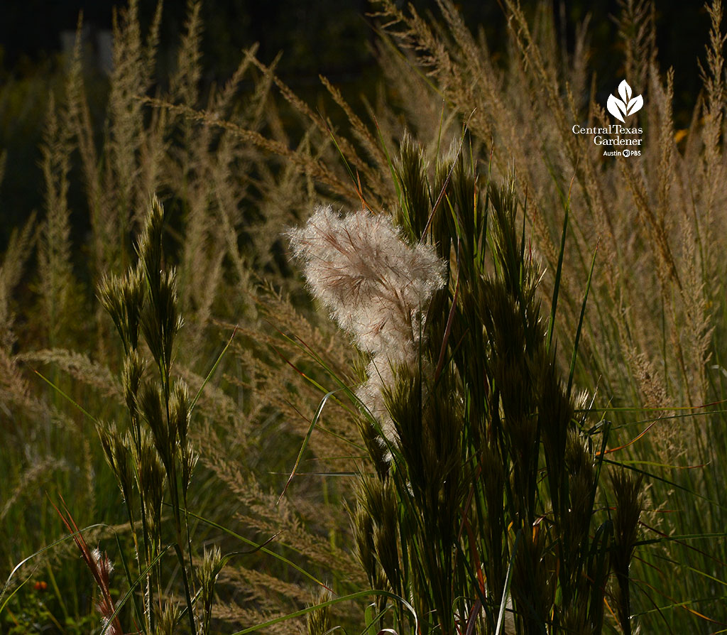 fluffy white seed head and seed heads of lindheimer muhly beyond