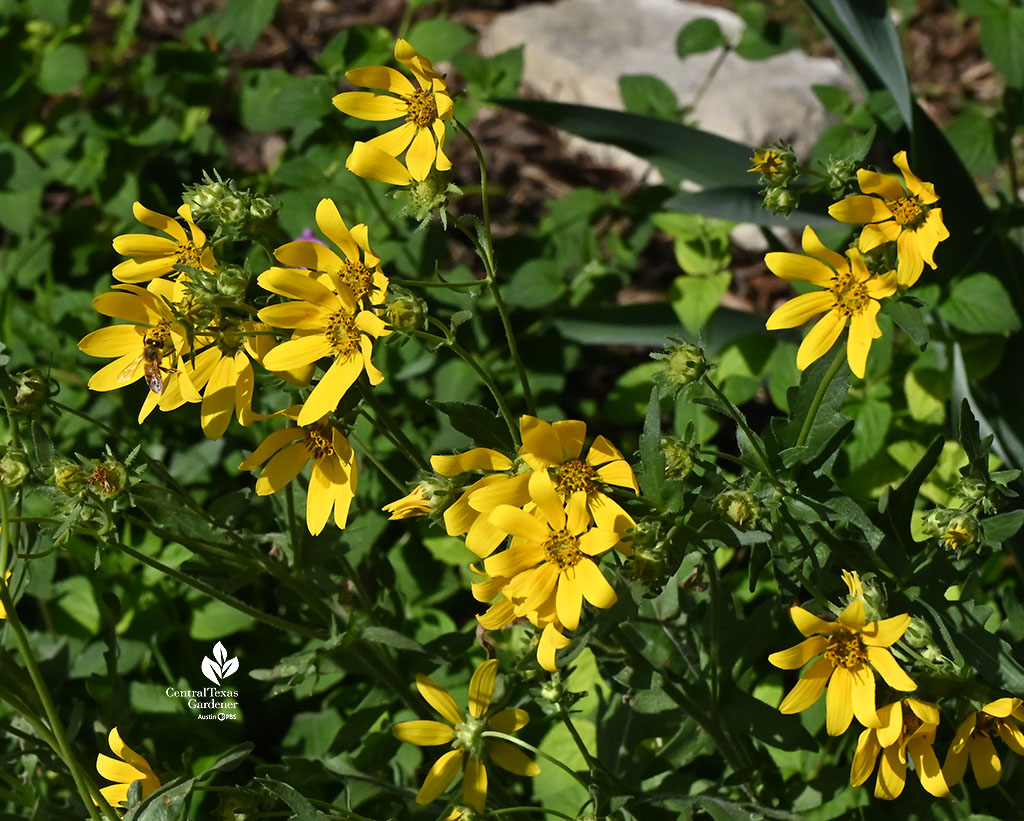 golden yellow flowers 