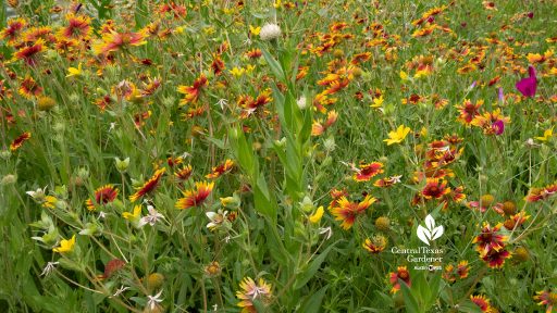 deep orange and yellow wildflowers