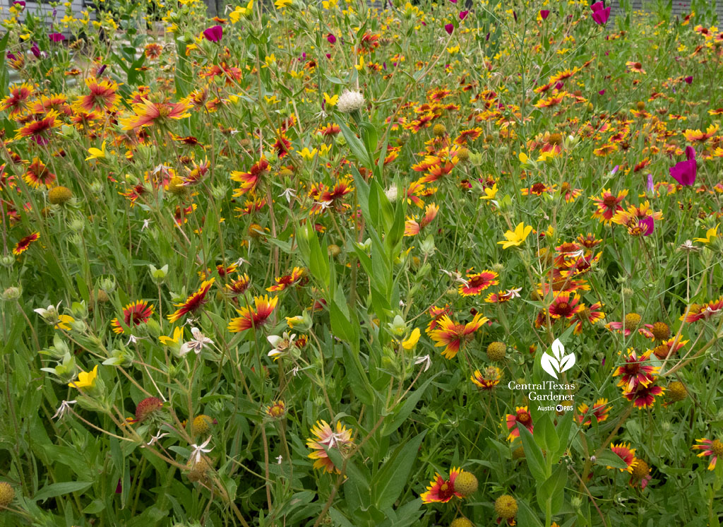 deep orange and yellow wildflowers