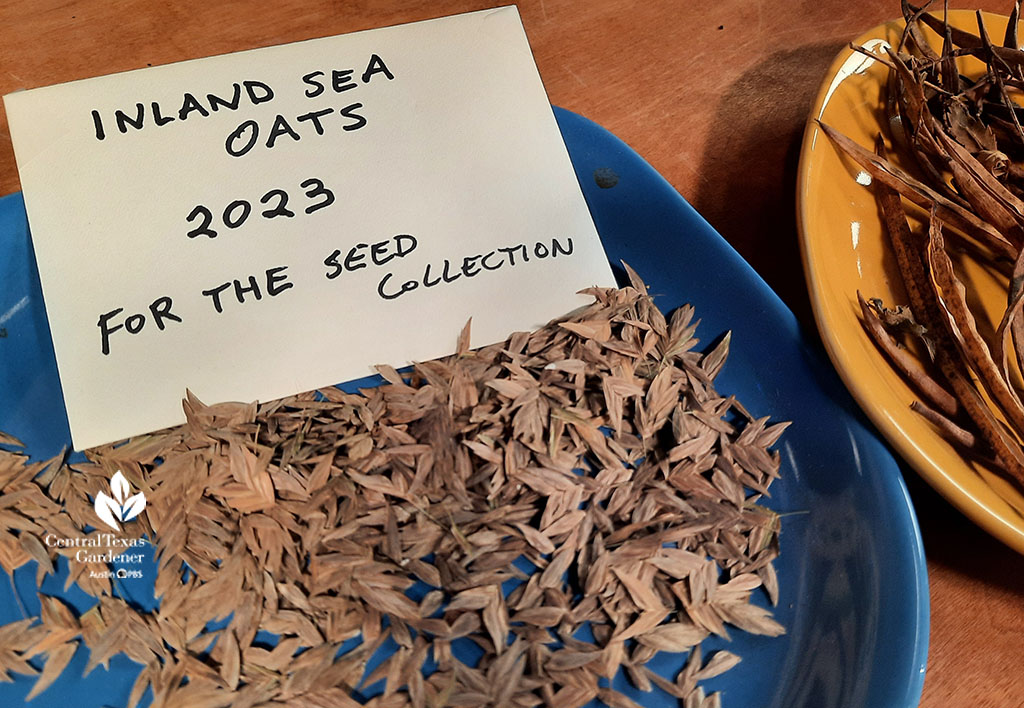 index card with "Inland Sea Oats" and information on it on a plate of dried seeds 